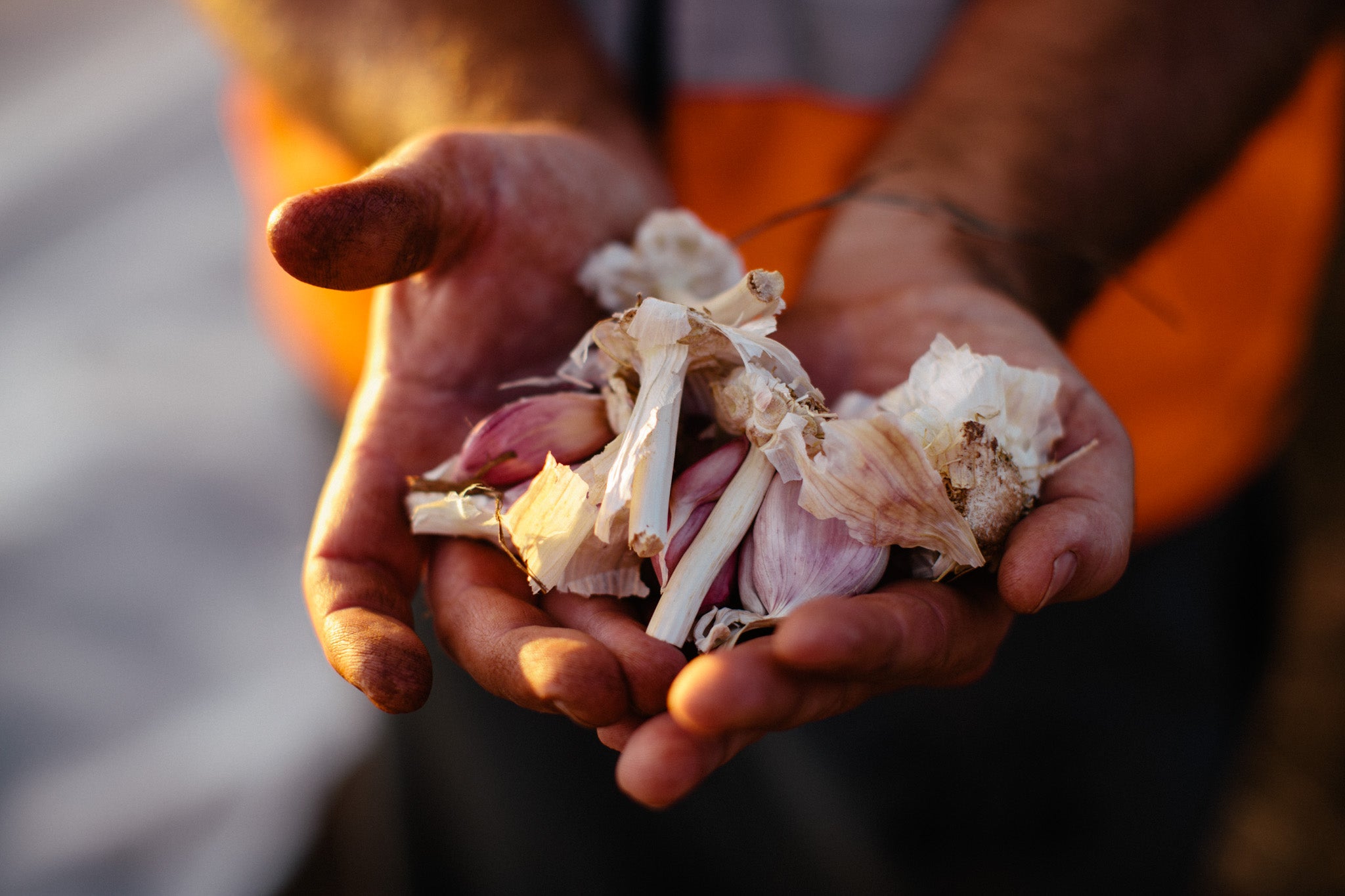 hands holding pieces of garlic